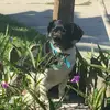 Chrissy's critter corner - @chrissys.critter - TikTok