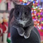 Chrissy Todd Gunter - @chrissygunter1970 - Instagram