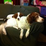 Christa Abbott - @mysetter2 - Instagram