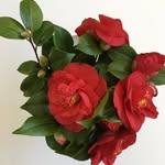 Christa Backes - @backeschrista - Instagram