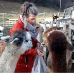 Chiemsee Alpakas Christa Bader - @chiemsee_alpakas - Instagram