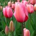 Christa Bauer - Facebook