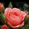 christabecker970 - @christabecker970 - TikTok