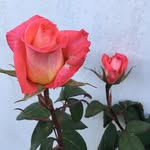 Christa Booth - @christabooth4 - Instagram