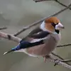 christabossog - @christabossog - TikTok