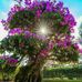 Christa Frey - Facebook