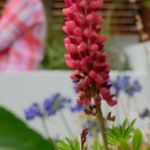 Christi Hodge - @christabellgardening - Instagram