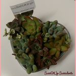 Christa Lowe - @succitupsucculents - Instagram