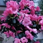 Christel Neumann - @christelneumann6 - Instagram