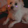 Christine Hyde555 - @oscardog68 - TikTok