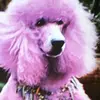 Patrick Christiae875 - @patrickchristiae8 - TikTok