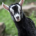 Christi Phillips - @eastrichwoodsfarm - Instagram