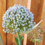 Christi Simpson - @hideawaygardens - Instagram