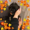 suesimpsonchristi - @suesimpsonchristi - TikTok