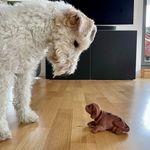 Christian de Vries - @fox_terrier_isi - Instagram