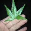 Christian Eason - @christian.skates - TikTok