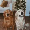 Christian Steiermann - @steiermann - TikTok