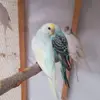 Christian Go - @christian.go71 - TikTok
