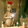Christian Miranda 🦊 - @christianmirandach - TikTok