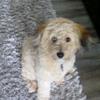 lovedogs - @christian.sheldon - TikTok