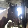Christiantrahan - @cc26345636 - TikTok