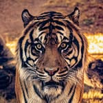 Christian Webber - @webber.wildlife - Instagram