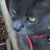 Christine Chew - @christine.chew4 - TikTok