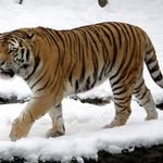 Christie Shaw and Sarah Hatton - @save.siberian.tigers - Instagram