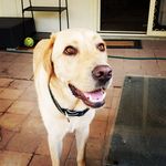 Christie Williamson - @3goodrescuelabs - Instagram