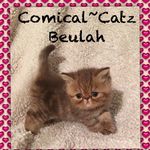 Christie Williamson - @comicalcatz - Instagram