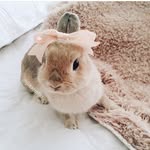 Shona1906 - @christinaakinci - Instagram