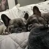 Ace and Millie - @christinacamacho71 - TikTok
