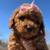 Christina Collier53 - @doodleblessings - TikTok