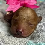 Christina Collier - @mydoodleblessings - Instagram