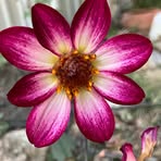 Christine Collier - Facebook