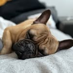 Christina Keller - @mattythefrenchie - Instagram