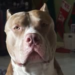 Christina &kyle - @spring_lakebullies - Instagram