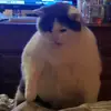 Christina Marsh - @marshchristina - TikTok