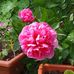 Christina McNulty - Facebook