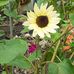 Christine Plummer - Facebook