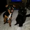 Cornelius and Luna - @christinarhoades6 - TikTok