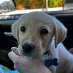 Christina Storey - @vegasbaby_theservicepup - Instagram