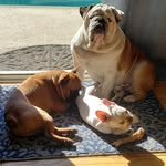 Christina Todd - @bentley_bandit_loki_thunder - Instagram