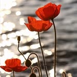 Christine Abbott - @landygirl1953 - Instagram