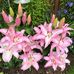 Christine Bathgate - Facebook