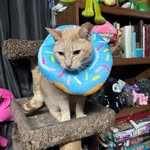Christine Begin - @avalon20013 - Instagram
