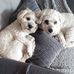 Christine Bourne - Facebook