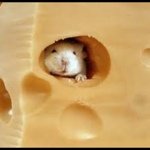 Christine Bryant - @tweet_mouse - Instagram