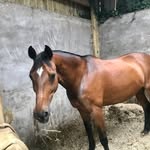 Christine Burrows - @christine.burrows_eq - Instagram