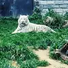 christinebuseine - @christinebuseine - TikTok